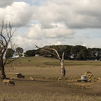 Buy canvas prints of Sheep Farm at Kilmore victoria Australia by Pauline Tims