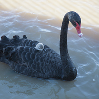 Buy canvas prints of  Black Swan and Cygnet by Pauline Tims