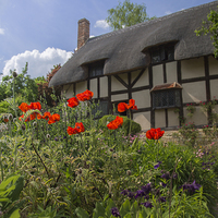 Buy canvas prints of  Ann Hathaway's cottage Sratford Upon Avon Warwick by Pauline Tims
