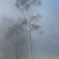 Buy canvas prints of  Tree in the Mist, Yan Yean by Pauline Tims