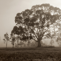 Buy canvas prints of  Gum Tree in the Mist at Yan Yean Park, (Sepia) by Pauline Tims