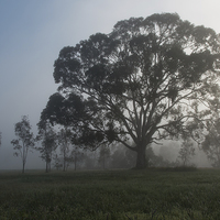 Buy canvas prints of  Gum Tree in the Mist at Yan Yean by Pauline Tims