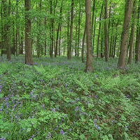 Buy canvas prints of  Blubell Wood, near Broadway Gloucestershire UK by Pauline Tims