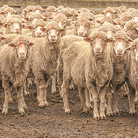 Buy canvas prints of  Sheep Posing by Pauline Tims