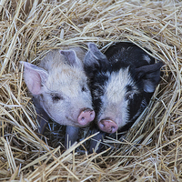 Buy canvas prints of Two Little Pigs by Pauline Tims