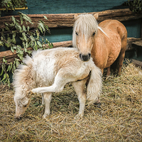 Buy canvas prints of  Two Little ponies by Pauline Tims