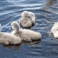 Buy canvas prints of  Cygnets by Pauline Tims