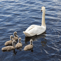 Buy canvas prints of  The Swan Family by Pauline Tims