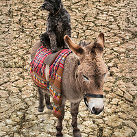 Buy canvas prints of Travelling Donkey and Friend by Pauline Tims