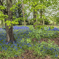 Buy canvas prints of Bluebell Wood, Carrick on Shannon, Ireland by Pauline Tims