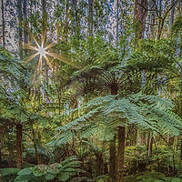 Buy canvas prints of Sunlit Glade, Marysville, Victoria, Australia by Pauline Tims