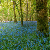 Buy canvas prints of Bluebell Wood by Pauline Tims