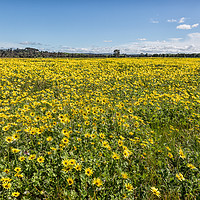 Buy canvas prints of Yellow Paddock, Yan Yean, Victoria by Pauline Tims