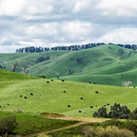 Buy canvas prints of Flowerdale, Country Victoria, Australia by Pauline Tims