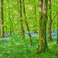 Buy canvas prints of Bluebell Wood near Carrick on Shannon , Ireland by Pauline Tims