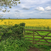 Buy canvas prints of Essex Countryside by Pauline Tims