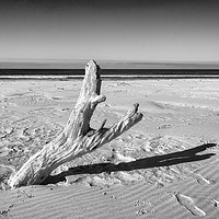 Buy canvas prints of Lonely Tree on Friendly Beach, Tasmania by Pauline Tims