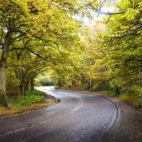 Buy canvas prints of Autumn Road, Mousehold by Jordan Browning Photo