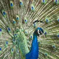 Buy canvas prints of Whos A Pritty Pavo Cristatus by Jordan Browning Photo