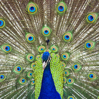 Buy canvas prints of Peacock Symmetry by Jordan Browning Photo