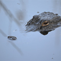 Buy canvas prints of Alligator in Everglades by Phillip Mason