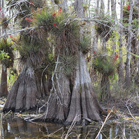 Buy canvas prints of Bald Cypress Trees by Phillip Mason