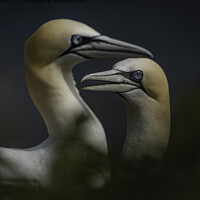 Breeding Gannets Close-Up
