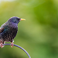 Buy canvas prints of Starling by Alan Strong