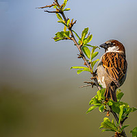 Buy canvas prints of Male sparrow  by Alan Strong
