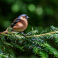 Buy canvas prints of Chaffinch in the trees by Alan Strong