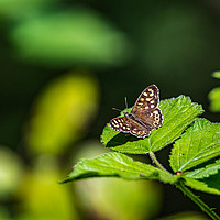 Buy canvas prints of Duke of Burgundy Butterfly  by Alan Strong
