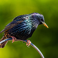 Buy canvas prints of Starling showing off by Alan Strong
