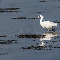 Buy canvas prints of Little egret fishing by Alan Strong