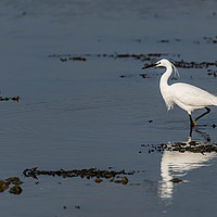 Buy canvas prints of Little egret walking by Alan Strong