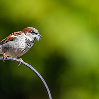 Buy canvas prints of Male sparrow Nesting by Alan Strong