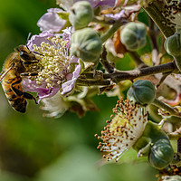 Buy canvas prints of Honeybee by Alan Strong