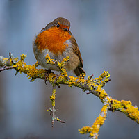 Buy canvas prints of A Chilli Robin in the morning by Alan Strong