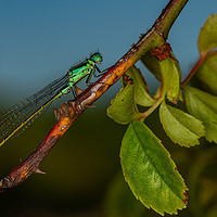 Buy canvas prints of Southern Damselfly resting by Alan Strong