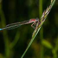Buy canvas prints of Southern Damselfly  by Alan Strong