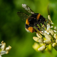 Buy canvas prints of Bumblebee landing  by Alan Strong