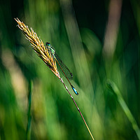 Buy canvas prints of Resting damselfly  by Alan Strong