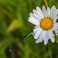 Buy canvas prints of Damselfly resting on a daisy in a meadow by Alan Strong