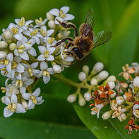 Buy canvas prints of Honeybee gathering pollen  by Alan Strong