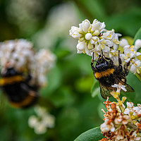 Buy canvas prints of Busy bees gathering pollen by Alan Strong