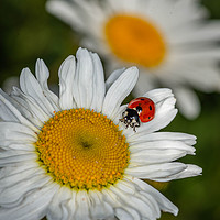 Buy canvas prints of Ladybird on a daisy by Alan Strong