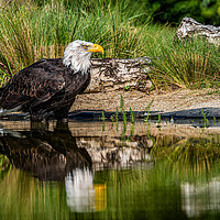 Buy canvas prints of Bald eagle waiting by Alan Strong
