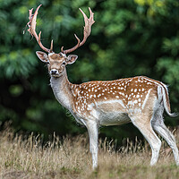 Buy canvas prints of A deer standing in the grass by Alan Strong