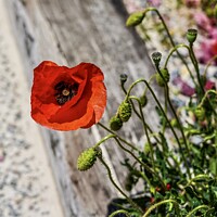 Buy canvas prints of Wild Poppies by Julie Ormiston