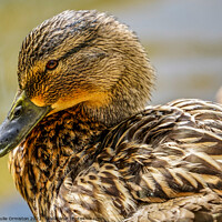 Buy canvas prints of Female Duck by Julie Ormiston