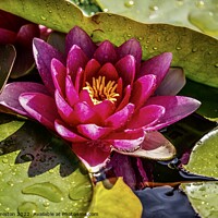 Buy canvas prints of Pink Water Lily by Julie Ormiston